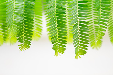 Wall Mural - green leaves on white background