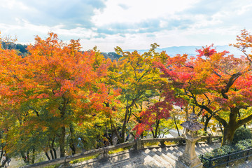 Wall Mural - All the maple trees have turn into red foliage during this Autumn season at Kiyomizu Dera Temple.