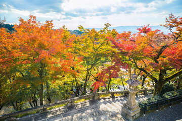 Wall Mural - All the maple trees have turn into red foliage during this Autumn season at Kiyomizu Dera Temple.