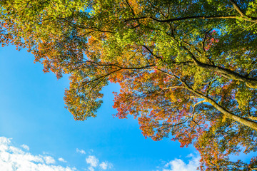 Wall Mural - All the maple trees have turn into red foliage during this Autumn season at Fushimi Inari shrine, Kyoto, Japan.
