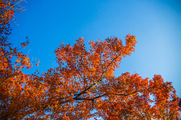 Wall Mural - All the maple trees have turn into red foliage during this Autumn season at Fushimi Inari shrine, Kyoto, Japan.