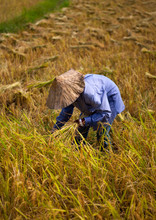 Farmer In A Rice Field, Vientiane, Laos