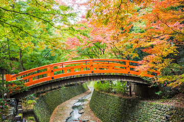 Wall Mural - Every year on November to mid December, Kitano Tenmangu will open its garden to the public during the peak of the autumn leaf season.