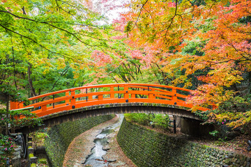 Wall Mural - Every year on November to mid December, Kitano Tenmangu will open its garden to the public during the peak of the autumn leaf season.