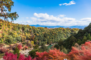 Wall Mural - colorful of maple forest on the mountain at autumn season in Arashiyama, Kyoto, Japan. From observation view point at Senkoji temple, over hozu river.