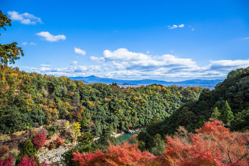 Wall Mural - colorful of maple forest on the mountain at autumn season in Arashiyama, Kyoto, Japan. From observation view point at Senkoji temple, over hozu river.
