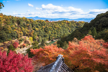 Wall Mural - colorful of maple forest on the mountain at autumn season in Arashiyama, Kyoto, Japan. From observation view point at Senkoji temple, over hozu river.