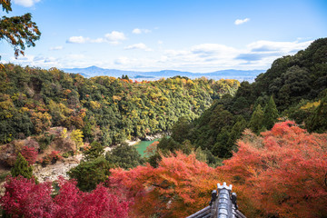 Wall Mural - colorful of maple forest on the mountain at autumn season in Arashiyama, Kyoto, Japan. From observation view point at Senkoji temple, over hozu river.