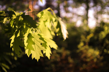 green oak leaves in sunset