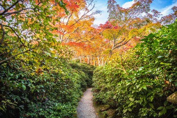 Wall Mural - olorful autumn maple trees at Okochi Sanso Garden, Arashiyama, Japan.