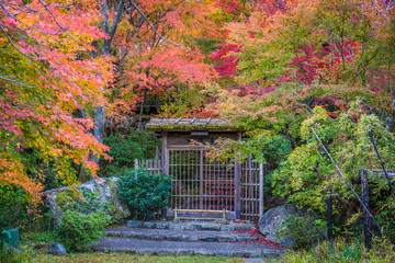 Wall Mural - Beautiful autumn scenery of colorful maple trees in the Japanese garden in Arashiyama, Kyoto, Japan