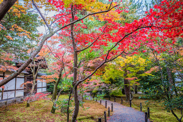 Wall Mural - Beautiful autumn scenery of colorful maple trees in the Japanese garden in Arashiyama, Kyoto, Japan