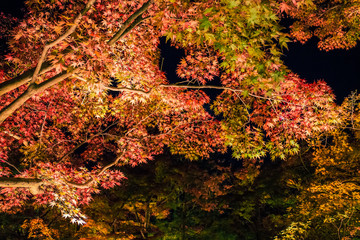 Wall Mural - Illuminated autumn foliage in Hogonin Gardens, Arashiyama, Kyoto, Japan. 