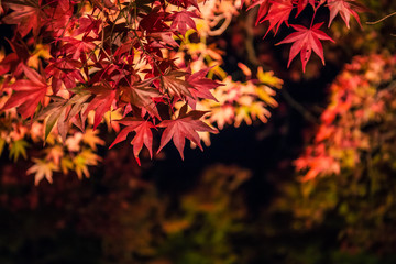 Wall Mural - Illuminated autumn foliage in Hogonin Gardens, Arashiyama, Kyoto, Japan. 
