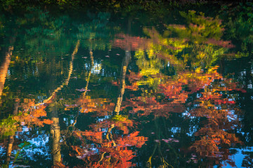 Wall Mural - Autumn foliage at Kenrokuen Garden in Kanazawa, Japan