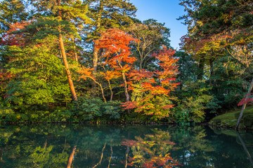 Wall Mural - Autumn foliage at Kenrokuen Garden in Kanazawa, Japan