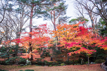 Wall Mural - Autumn foliage at Kenrokuen Garden in Kanazawa, Japan