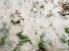 Close Up Sea Texture Wet Grass Coastline Shore
