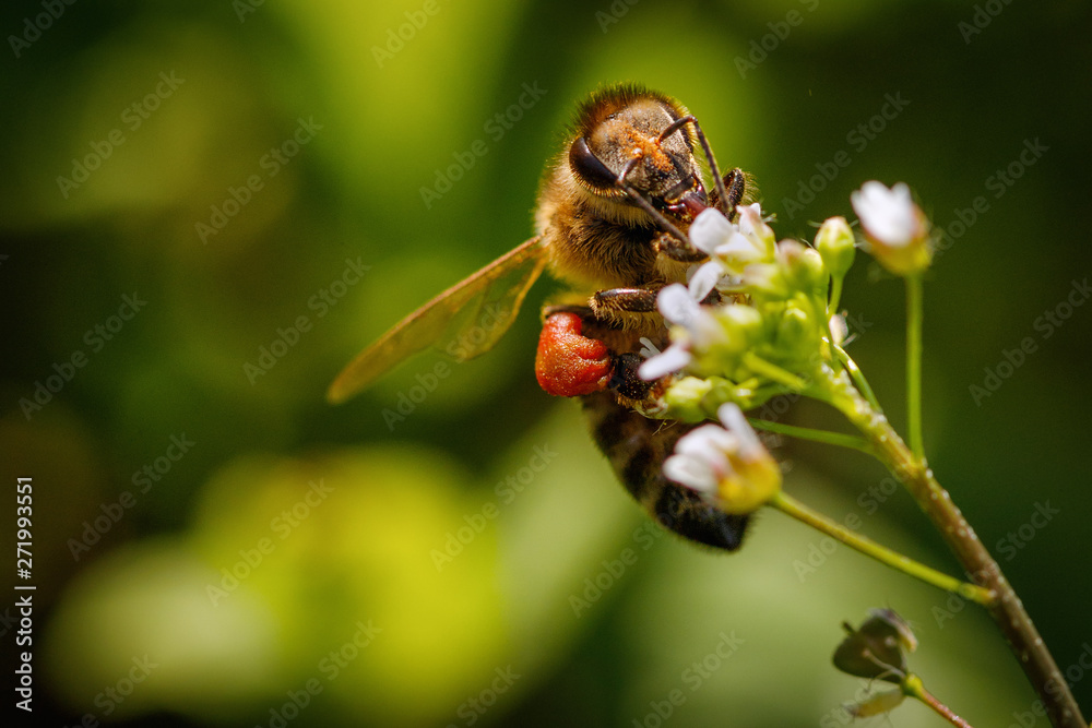 Bee on a white flower collecting pollen and gathering nectar to produce honey in the hive - obrazy, fototapety, plakaty 