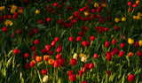 Fototapeta Kwiaty - Beautiful tulips flowers blooming in a garden. Colorful tulips are flowering in garden in sunny bright day. Bulbous spring-flowering plant  close up.