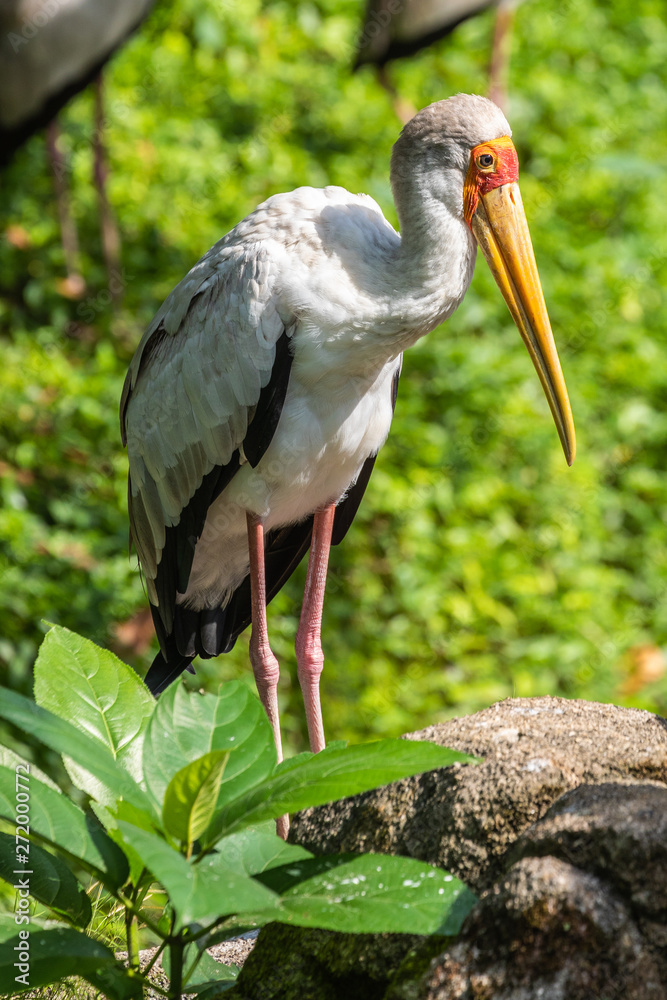 Garden Poster Bird Park Taman Burung In Kuala Lumpur Nikkel Art