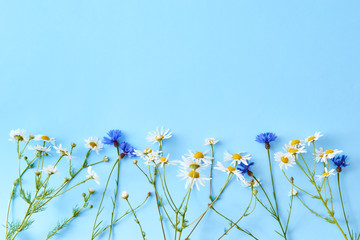Wall Mural - flat lay composition with white daisies on a blue background