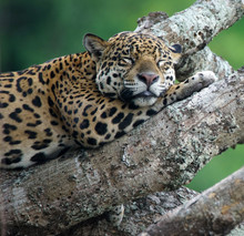 Female Jaguar Sleeping In Fallen Tree