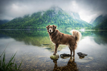Dog In Beautiful Landscape. Dog At The Lake Between Mountains. Travel With Mans Best Friend.