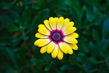 Yellow daisy with purple center