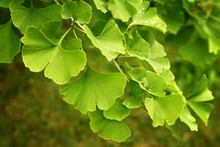 Ginkgo Biloba Green Leaves On A Tree. Ginkgo Biloba Tree Leaves With Water Drops