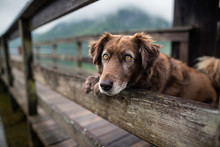 Dog At A Beautiful Wooden Bridge. Dog At The Lake. Foggy Mood Between Moutains.