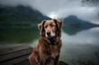 Dog at a beautiful wooden bridge. Dog at the lake. Foggy mood between moutains.