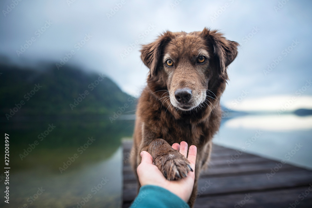 Dog gives human paw. Friendship between man and dog. - obrazy, fototapety, plakaty 