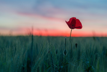 Wall Mural - Red poppy on a sunset