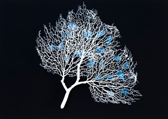 Sticker - white tree with blue leaves on black