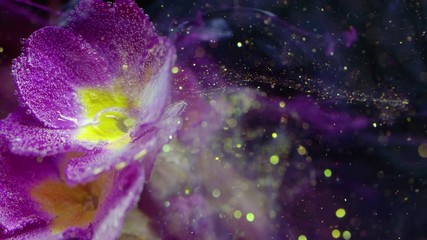 Wall Mural - Primrose Primula Vulgaris blossom. Colorful Pigment Flow.