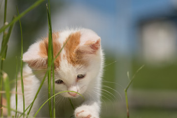  small white  cat ,kitten in garden