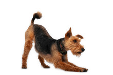 Dog Welsh Terrier In Studio Isolated Portrait On White Background
