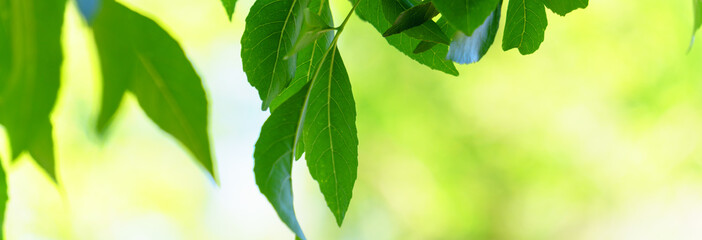 Wall Mural - Panoramic view of the green leaves on green color bokeh background