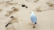 Seagulls Walking On A Beach On A Windy Day.