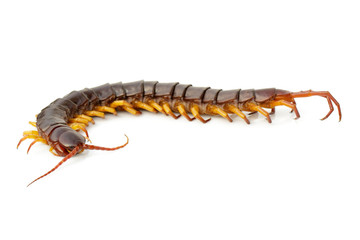 Wall Mural - Image of centipedes or chilopoda isolated on white background. Animal. Poisonous animals.