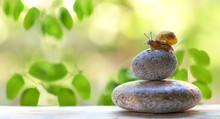 Small Snail On Stone. Spa And Relax Concept. Snail Sitting On Stack Of Pebbles, On Abstract Green Summer Background. Concept Of Calm, Relaxation, Slow, Lazy. Copy Spase. 