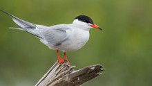 Close Up Isolated Common Tern Seagull In The Wild- Danube Delta Romania