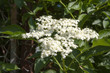 © Studio 888 - beautiful Blooming elder flower, (Sambucus nigra) in nature