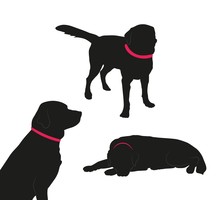 Set Of Black Silhouette Of Big Dog With Collar On White Background.