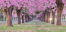 Pink Trumpet Tree Tunnel Have Pink Flower Blooming And Falling On Grass With The Sunshine Light Ray. 