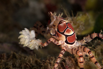 Boxer crab (Lybia tessellata).  Underwater macro picture from diving in Ambon, Indonesia