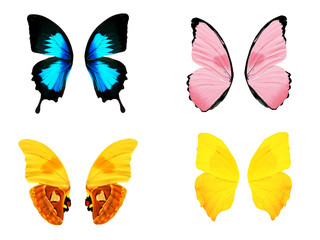 Aufkleber - set of wings of tropical butterflies. Isolated on white background.