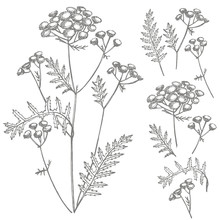 Tansy Or Daisy Flower. Botanical Illustration. Good For Cosmetics, Medicine, Treating, Aromatherapy, Nursing, Package Design, Field Bouquet. Hand Drawn Wild Hay Flowers.