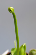 A Close-up Of Venus Flytrap Bud, Leaves And Traps